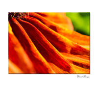 Plants & Flowers