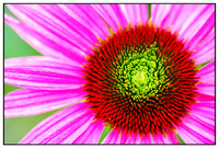 Plants & Flowers