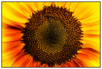 Plants & Flowers