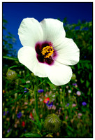Plants & Flowers