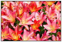 Plants & Flowers