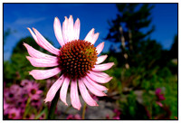 Plants & Flowers