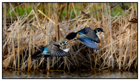 Birds