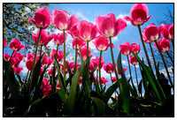 Plants & Flowers