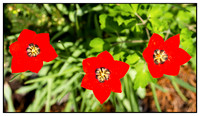 Plants & Flowers