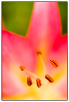 Plants & Flowers