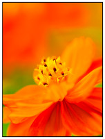 Plants & Flowers
