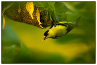 Birds