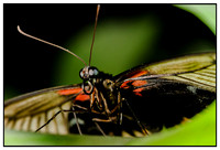 Close-ups