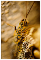 Close-ups