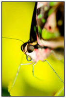 Close-ups