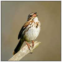 Birds