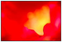 Plants & Flowers