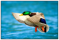 Birds