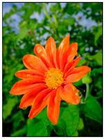 Plants & Flowers