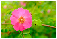 Plants & Flowers