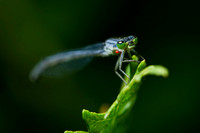 Close-ups