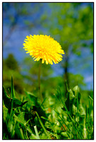 Plants & Flowers