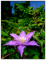 Plants & Flowers
