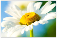 Plants & Flowers