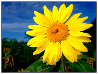 Plants & Flowers