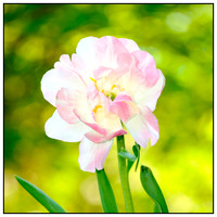 Plants & Flowers